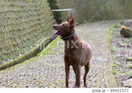 犬 狗 わんこ 99401577