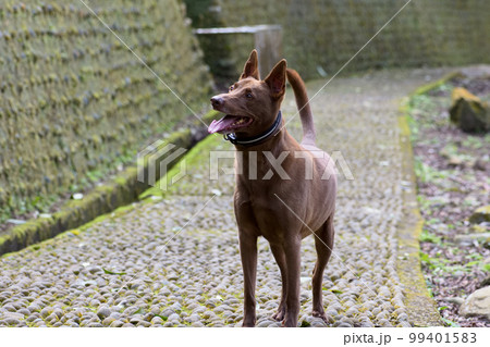 犬 狗 わんこ 99401583