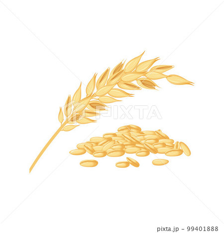 Oats and oat flakes. An ear of oats and scattered grains. Cereal plants. Healthy vegetarian food. Vector illustration isolated on a white background 99401888