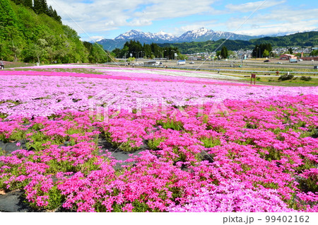 満開の芝桜公園と残雪の越後三山 満開の芝桜公園と残雪の越後三山 99402162