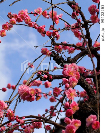 早春の空と高知城の枝垂れ梅(梅の段のピンクのウメの花) 早春の空と高知城の枝垂れ梅(梅の段のピンクのウメの花) 99402265