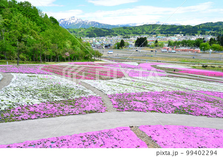 満開の芝桜公園と残雪の越後三山 満開の芝桜公園と残雪の越後三山 99402294