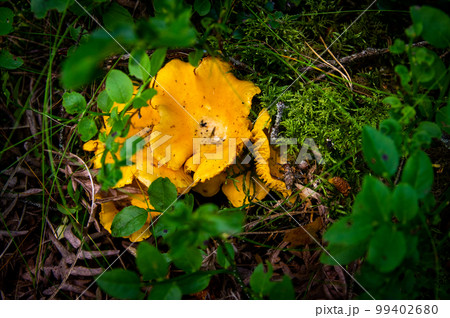 Close up of fresh golden chanterelles in moss wood dirt in forest vegetation. Group of yellow cap edible mushrooms growing among trees in Sweden. Nature scenery of autumn ground, outdoor nature 99402680