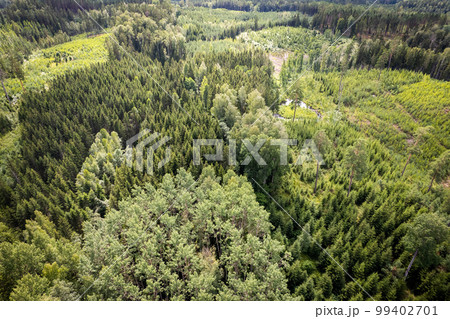 Drone aerial shot of green pine forests and spring birch groves with beautiful texture of golden treetops. Sunrise in springtime. Sun rays breaking through trees in mountains in golden time Drone aerial shot of green pine forests and spring birch groves with beautiful texture of golden treetops. Sunrise in springtime. Sun rays breaking through trees in mountains in golden time 99402701