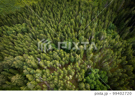 Drone aerial shot of green pine forests and spring birch groves with beautiful texture of golden treetops. Sunrise in springtime. Sun rays breaking through trees in mountains in golden time 99402720