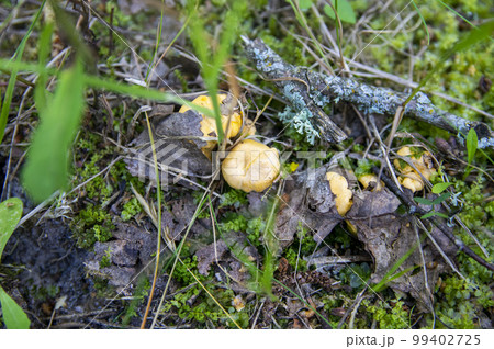Close up of fresh golden chanterelles in moss wood dirt in forest vegetation. Group of yellow cap edible mushrooms growing among trees in Sweden. Nature scenery of autumn ground, outdoor nature 99402725