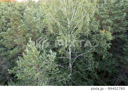 Drone aerial shot of green pine forests and spring birch groves with beautiful texture of golden treetops. Sunrise in springtime. Sun rays breaking through trees in mountains in golden time Drone aerial shot of green pine forests and spring birch groves with beautiful texture of golden treetops. Sunrise in springtime. Sun rays breaking through trees in mountains in golden time 99402760