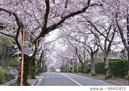 伊豆高原の桜並木 伊豆高原の桜並木 99402815