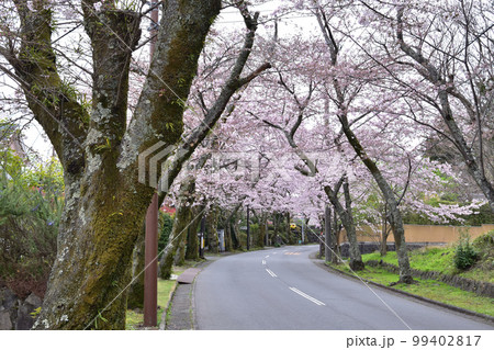 伊豆高原・株尻の桜並木 伊豆高原・株尻の桜並木 99402817