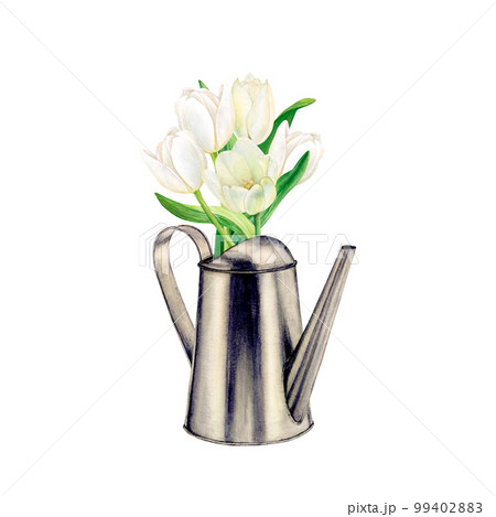 Watercolor drawing of a bouquet of five luxurious white tulips in a watering can looking right. The tulips are completely open. Metal watering can contrasts with live flowers and leaves. 99402883