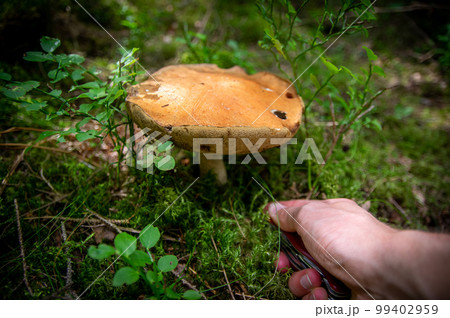 Hand holding two aspen boletus mushrooms in autumn forest 99402959