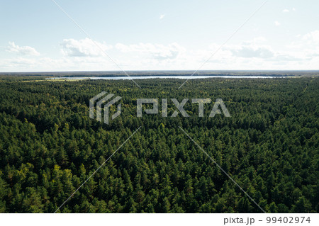 Drone aerial shot of green pine forests and spring birch groves with beautiful texture of golden treetops. Sunrise in springtime. Sun rays breaking through trees in mountains in golden time 99402974