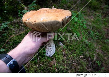 Hand holding two aspen boletus mushrooms in autumn forest 99402987