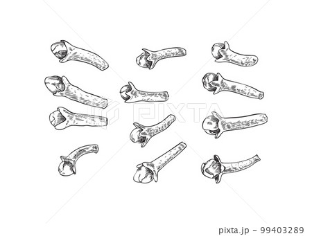 Set of dried cloves, monochrome sketch vector illustration isolated on white background. 99403289
