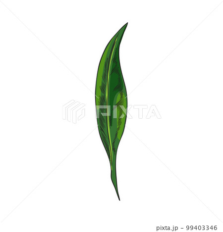 Hand drawn green leaf, sketch vector illustration isolated on white background. Hand drawn green leaf, sketch vector illustration isolated on white background. 99403346