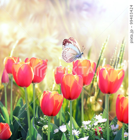Butterfly and red tulips on abstract sunny blurred spring background. Summer scene with tulips flowers and green grass 99403424