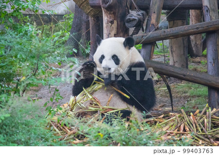 ジャイアントパンダ(中国-成都大熊猫繁育研究基地) ジャイアントパンダ(中国-成都大熊猫繁育研究基地) 99403763