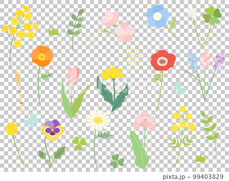 油菜花、櫻花、含羞草等春花插圖集 99403829