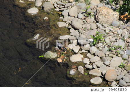 川岸の石の上を歩くハクセキレイ 99403830