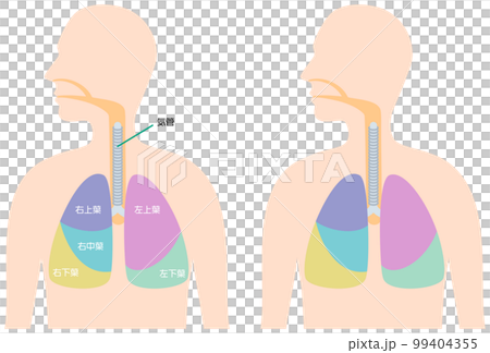 肺的節段解剖 肺的節段解剖 99404355