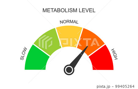 Metabolism meter dashboard with arrow. Metabolic levels from slow to high. Chart of rate which body converts foods and drinks into energy. Vector flat illustration 99405264