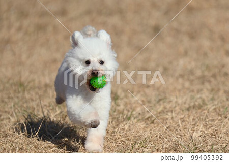 春の草原を駆けるトイプードル 春の草原を駆けるトイプードル 99405392