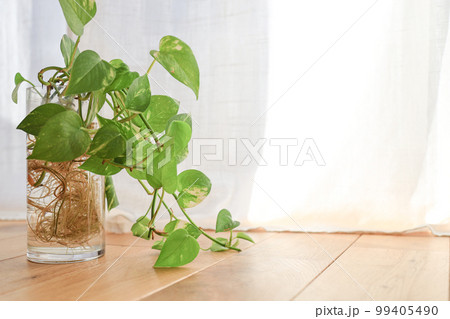 窓際に置いている観葉植物　明るいカーテンとフローリング 99405490