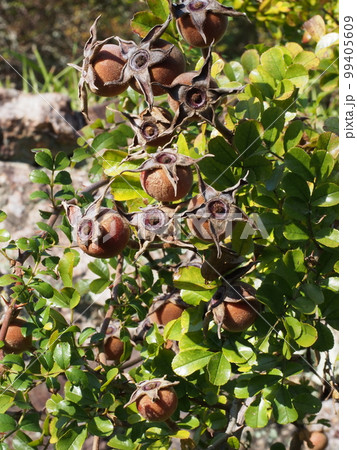 カカヤンバラの果実 カカヤンバラの果実 99405609