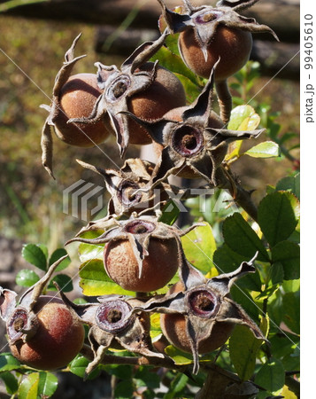 カカヤンバラの果実 カカヤンバラの果実 99405610