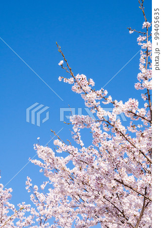 春 桜 春 桜 99405635