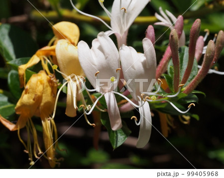 スイカズラ（キンギンカ）の花 99405968