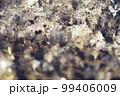 霜柱の綺麗な冬の朝 99406009