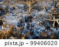朝の霜柱 99406020