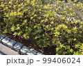 側道の何気ない植木 99406024