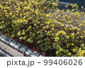 側道の何気ない植木 99406026