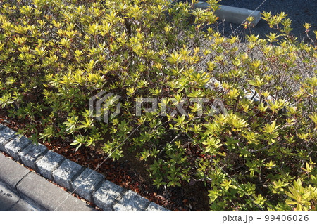 側道の何気ない植木 99406026