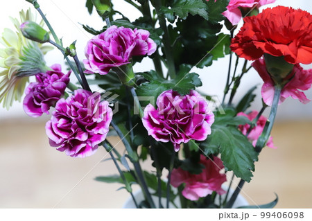 室内に飾った赤やピンクや紫色のカーネーションの花 室内に飾った赤やピンクや紫色のカーネーションの花 99406098