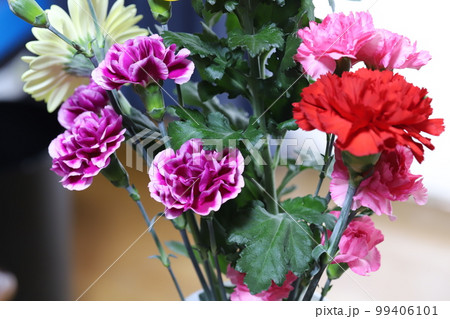 室内に飾った赤やピンクや紫色のカーネーションの花 室内に飾った赤やピンクや紫色のカーネーションの花 99406101