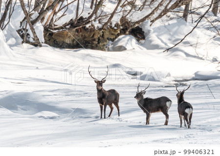 北海道遠軽町、雪に覆われた武利川を歩くオスのエゾシカ【1月】 北海道遠軽町、雪に覆われた武利川を歩くオスのエゾシカ【1月】 99406321