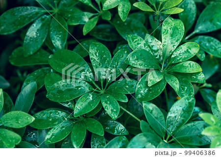 Green dwarf umbrella tree (Heptapleurum arboricola), Evergreen houseplant 99406386