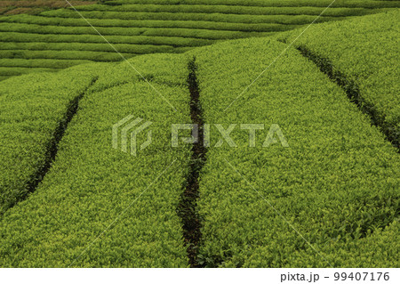 茶畑 99407176