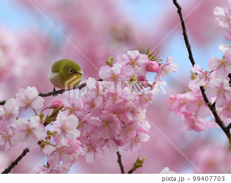 河津桜とメジロ 99407703