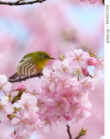 河津桜とメジロ 河津桜とメジロ 99407704