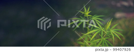 Banner Green Marijuana tree cannabis plant narcotic herbal in greenhouse. Panoramic Hemp leaf made cannabis crude oil medicine farm on sun light. CBC, THC herb agriculture Weed leaf Drug concept 99407926