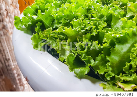 fresh growing lettuce leaves used as main ingredients for salad in the garden fresh growing lettuce leaves used as main ingredients for salad in the garden 99407991