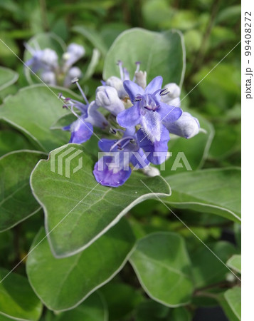 ハマゴウの花　砂浜などに生育する海浜植物です 99408272