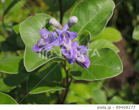ハマゴウの花　砂浜などに生育する海浜植物です 99408277