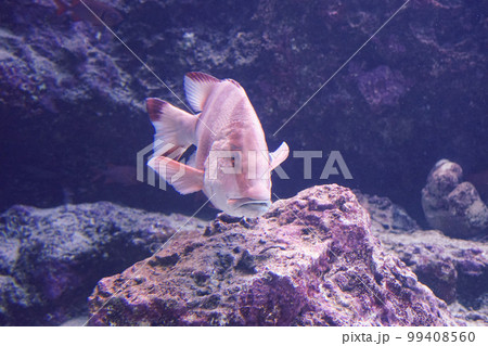 センネンダイ 99408560