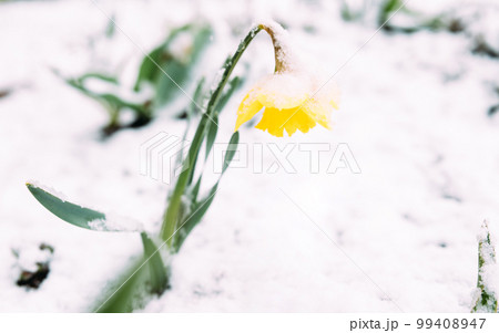 Pery yellow spring daffodil flowers in spring garden under snow. Pery yellow spring daffodil flowers in spring garden under snow. 99408947