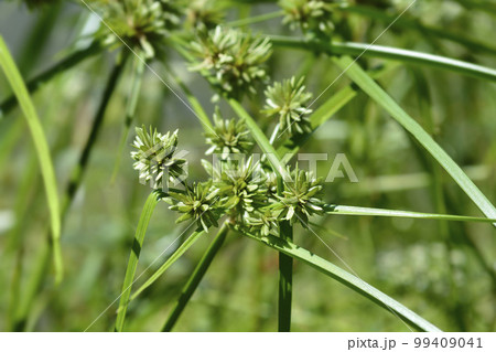 Tall flatsedge 99409041